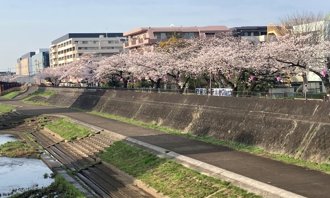 柏尾川桜並木保全