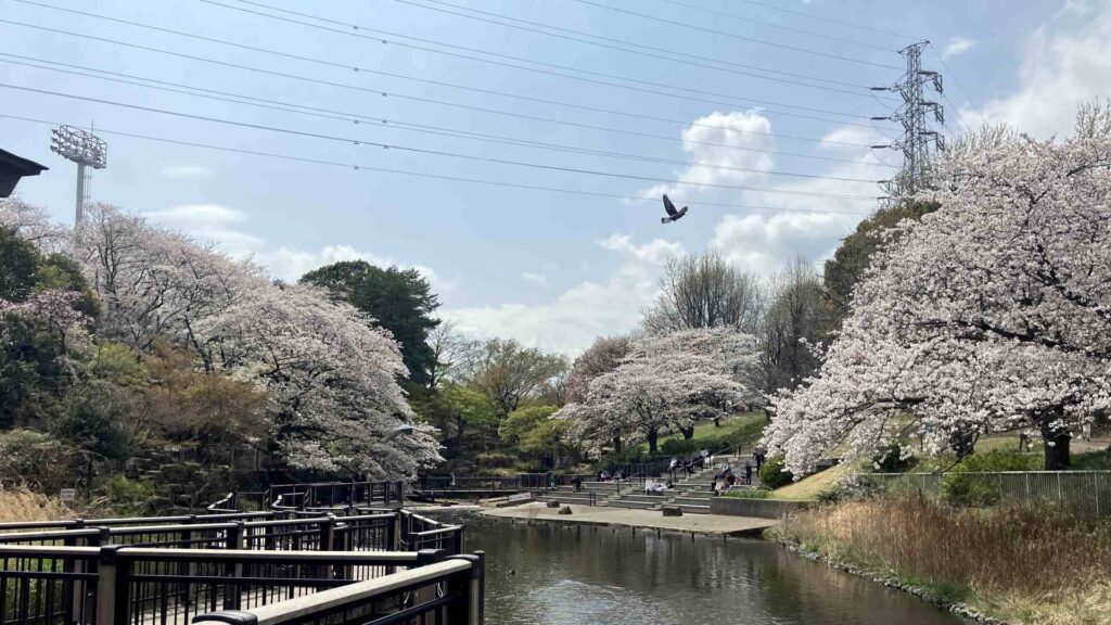 横浜岸根 周辺 14 岸根公園a